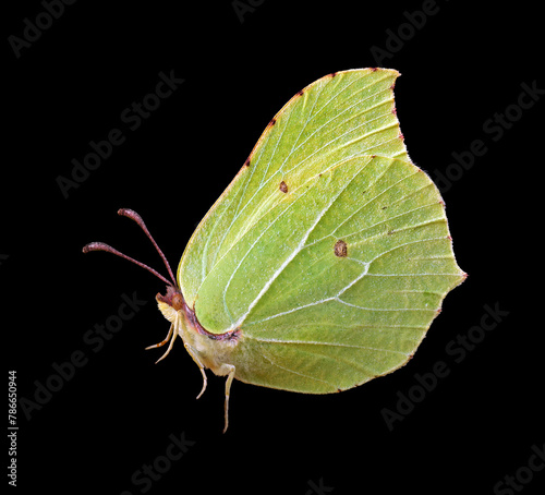 colorful yellow butterfly isolated on black. brimstones butterfly close up