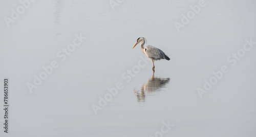 grey heron in a mirror lake. beautiful natural minimalist scenery. lilleau des niges, re island, ornithological reserve