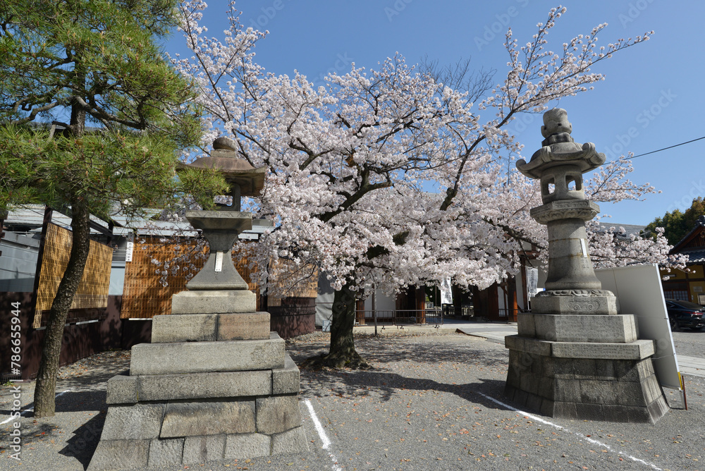 春の東寺　境内の桜　京都市南区九条