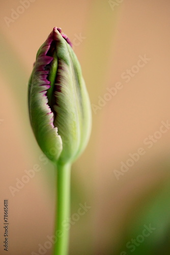 The splendor and vibrant colors of a bud tulip  Tulip  closeup photography 