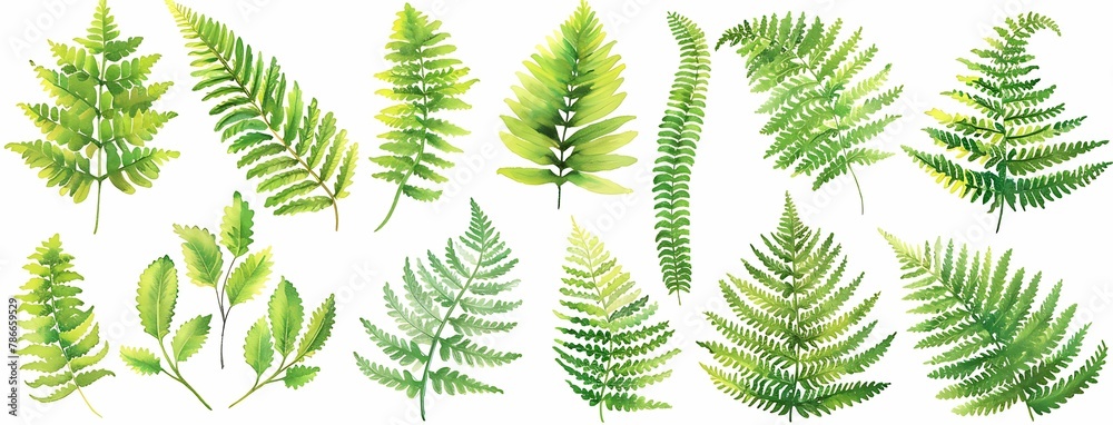 fern isolated on white background