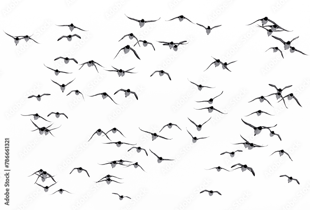 Fototapeta premium large flock of guillemots in flight