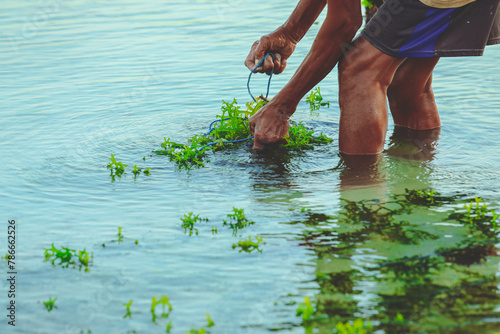 Selective focus on farmer's hands collecting seaweed at seaweed farm in Nusa Penida, Indonesia