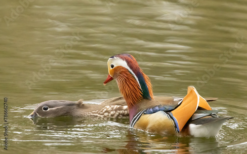 Male and female mandarin ducks mating in spring