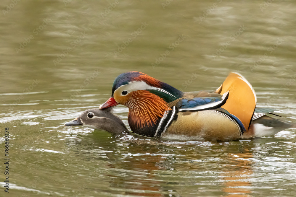 Male and female mandarin ducks mating in spring Male and female mandarin ducks mating in spring
