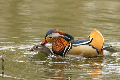 Male and female mandarin ducks mating in spring