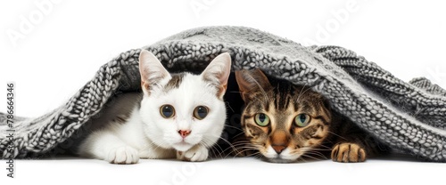 Cute cat and dog under blanket isolated on white background ,ultra realistic photo, professional photography, fulllength shot, studio light, high resolution, high details photo