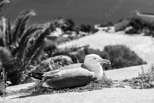 A seagull resting on the defensive walls of the Santa Barbara castle in Alicante, Costa Blanca, Spain in black and white
