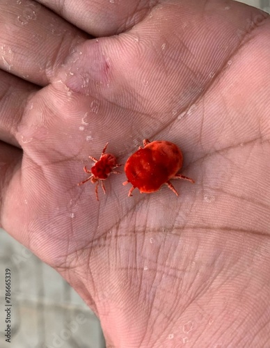 Beautiful red velvet mite on hand photo