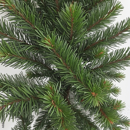 Top view of pine tree in bright colours 