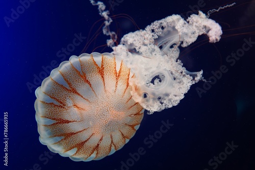 Chrysaora melanaster, commonly known as the northern sea nettle is a species of jellyfish native to the northern Pacific Ocean. photo