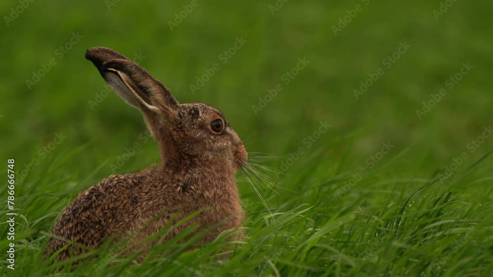 A European hare (Lepus europaeus) also known as the brown hare sitting in tall grass. A European hare (Lepus europaeus) also known as the brown hare sitting in tall grass.
