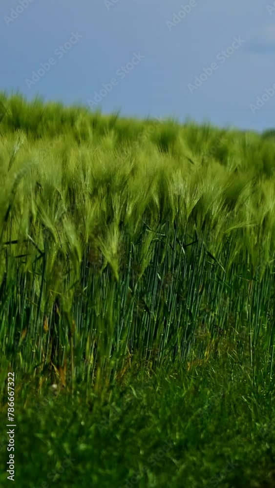 Footpath in the field. Green spikelets swaying in wind in the countryside. Beautiful organic plants growing on field. Natural environment. Close-up. Vertical video Footpath in the field. Green spikelets swaying in wind in the countryside. Beautiful organic plants growing on field. Natural environment. Close-up. Vertical video