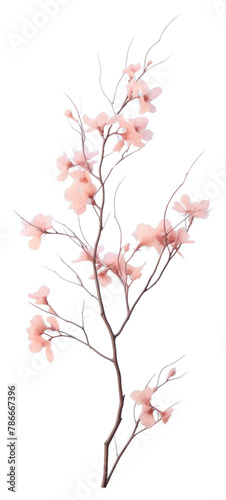 PNG Sakura twig outdoors blossom nature