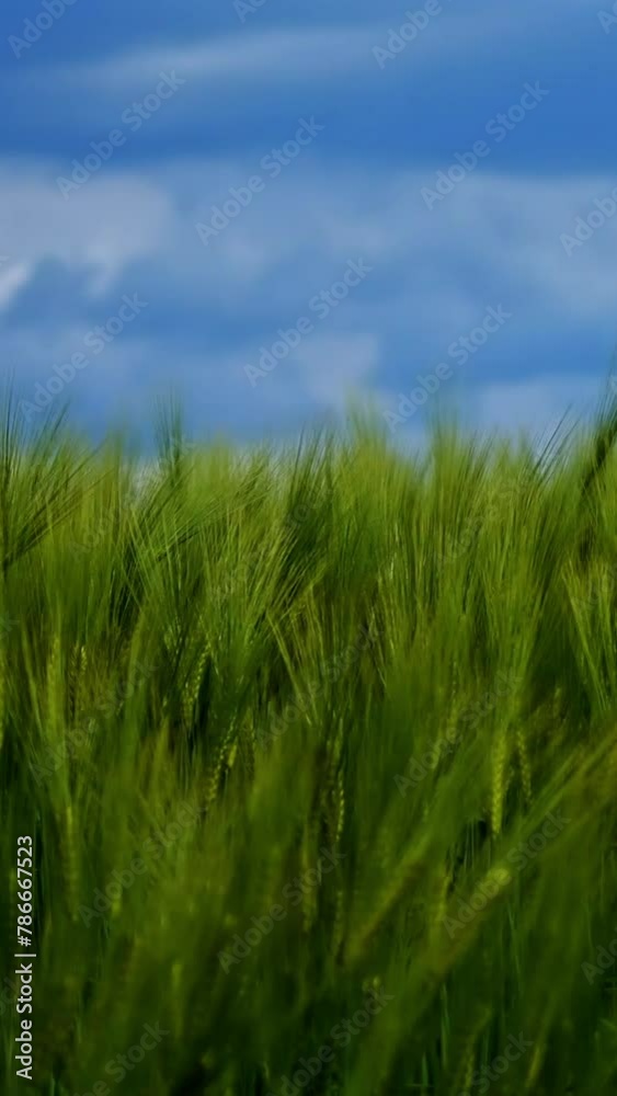 Motion of green spikelets under blue sky. Not ripe agricultural plants swaying in wind on a bright summer day. Nature agriculture landscape. Vertical video