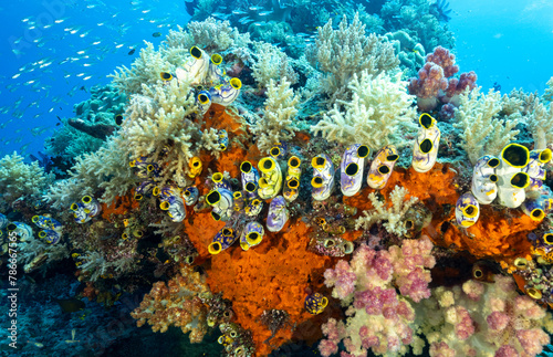 Coral reef scenic with sea squirts, Polycarpa aurata, Raja Ampat Indonesia. photo