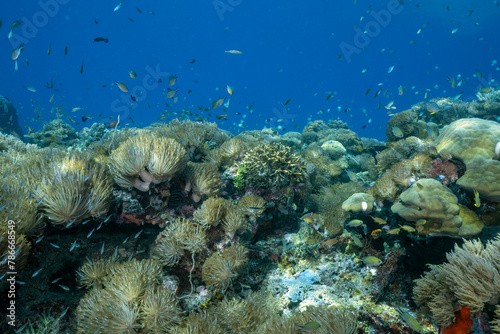 Pulse corals, Heteroxenia fuscensens, Raja Ampat Indonesia. photo