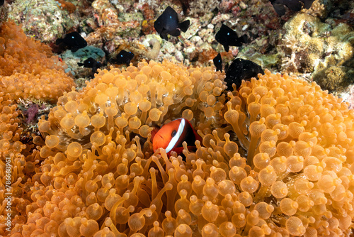 Neon color bulb tentacle sea anemones, Entacmae quadricolor, and tomato anemone fishes, Amphiprion frenatus, Raja Ampat Indonesia. photo