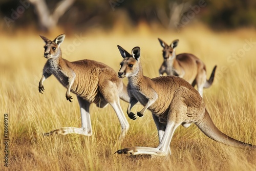 Energetic and charismatic red kangaroos in the Australian outback, Dynamic red kangaroos bounding across the vast Australian outback photo