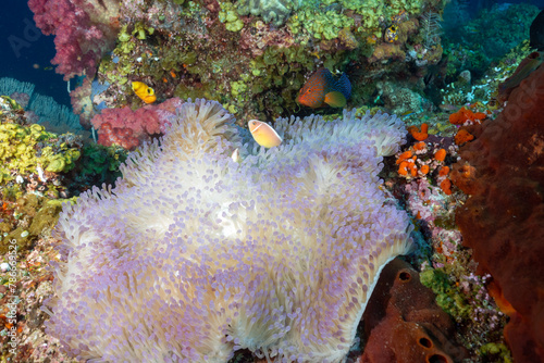 Pink anemone fishes, Apmhipripon perideraion, in a magnificient sea anemone, Raja Ampat Indonesia. photo