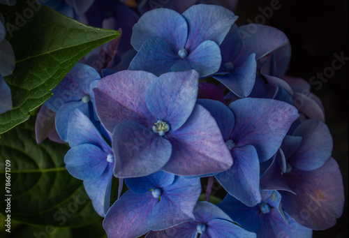 Blue and purple Hydrangea or Hortensia Flower closeup. Hydrangea macrophylla. Beautiful bush of hydrangea, Artistic natural background.