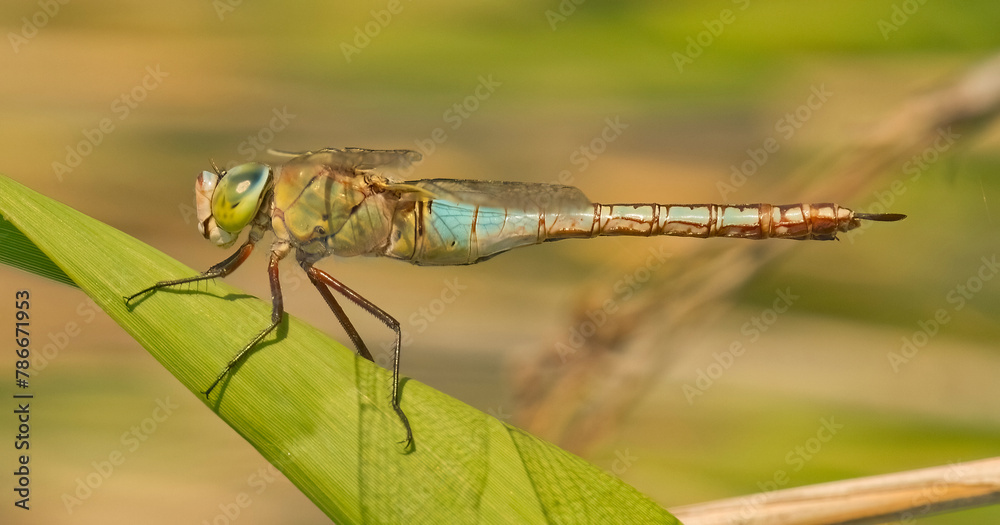 Detailed close-up of a dragonfly on green grass Detailed close-up of a dragonfly on green grass