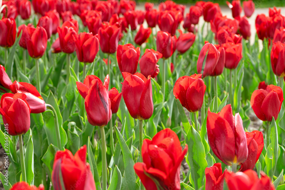 Red tulips flowers close up blooming in a meadow, park, flowerbed outdoor. World Tulip Day. Tulips field, nature, spring, floral background.