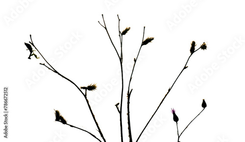 Silhouette of Mantis Religiosa on Blossoming Branches photo