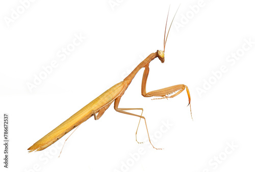 Praying mantis on a plain white background photo