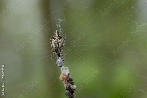 Spinne im Netzt