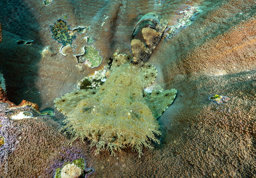 Tassled wobbegong, Eucrossorhinus dasypogon, Raja Ampat West Papua Indonesia photo