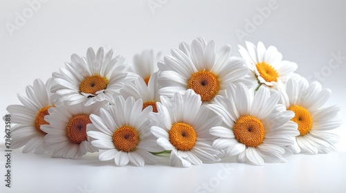 Isolated chamomiles on a white background.