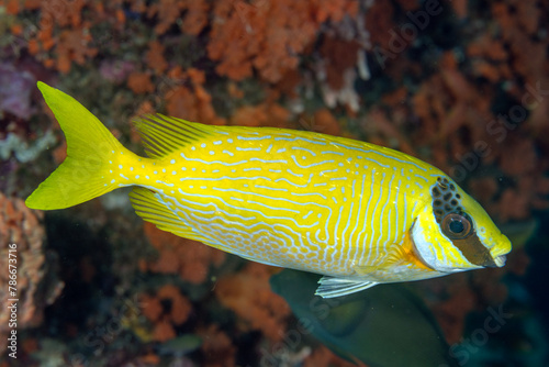 Masked Rabbitfish, Siganus puellus, Raja Ampat West papua Indonesia.