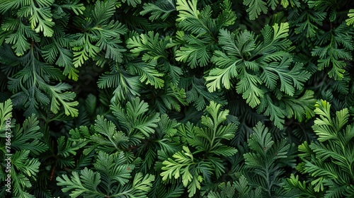 Close up of vibrant green plants  suitable for nature concepts