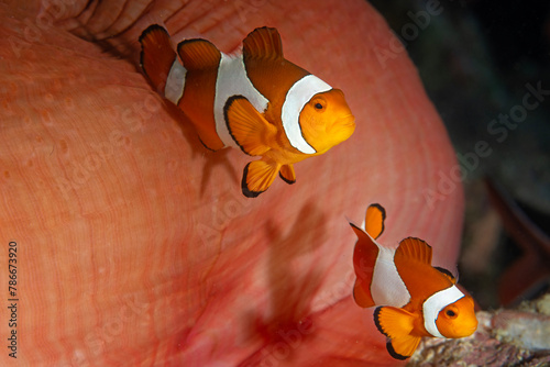 Common clown anemonefish, Amphiprion ocellaris, Raja Ampat Indonesia