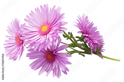 PNG Aster aster blossom flower © Rawpixel.com