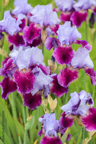 Tall bearded Iris flower Emma Louisa with Light lavender blue standards; red plum falls, (Germanica Berbata-Elatior Group)