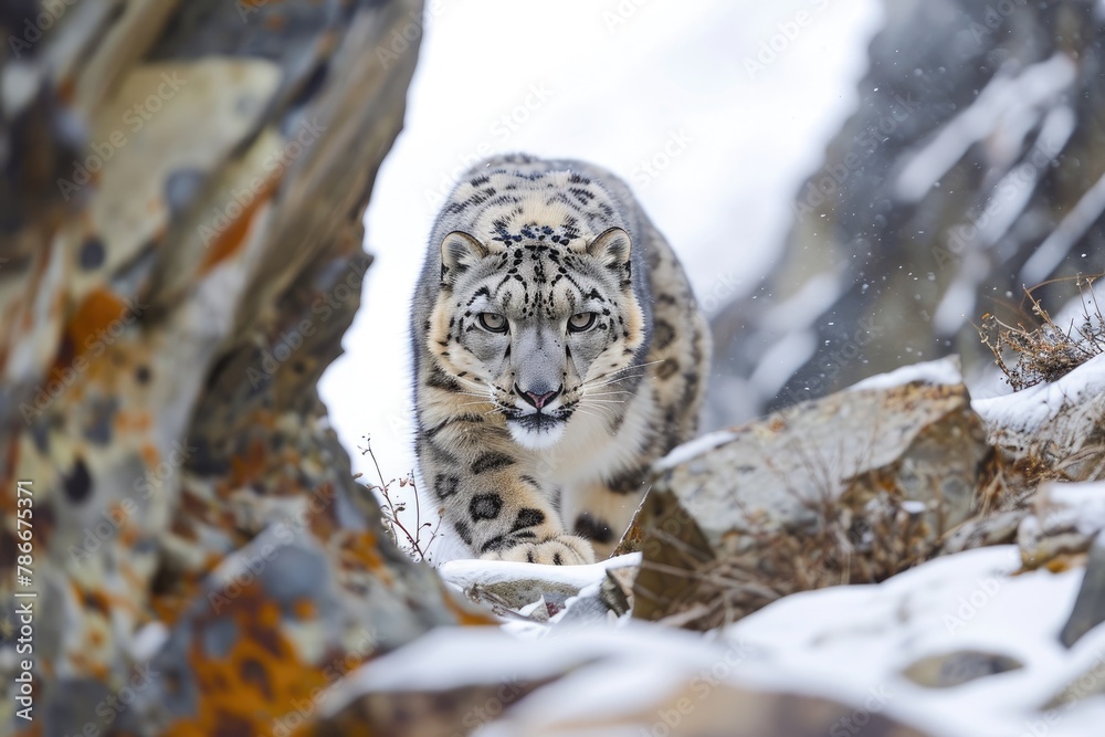 Mysterious and elusive snow leopards in mountainous terrains, Explore the enigmatic world of snow leopards as they navigate the rugged and remote landscapes of high mountain regions Mysterious and elusive snow leopards in mountainous terrains, Explore the enigmatic world of snow leopards as they navigate the rugged and remote landscapes of high mountain regions