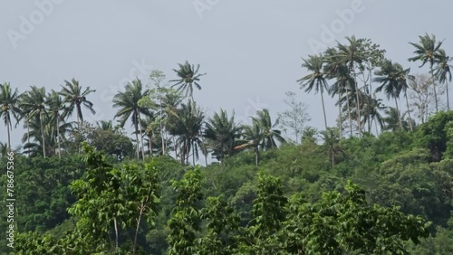 Wallpaper Mural Palm trees in the tropics on Koh Samui Thailand 
 Torontodigital.ca