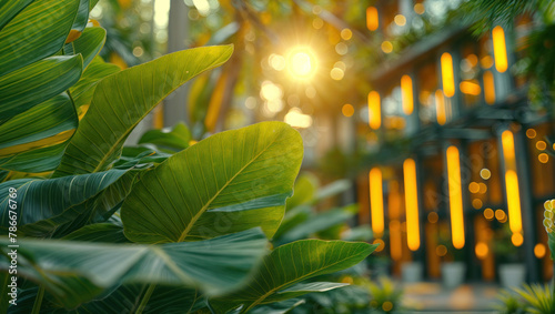Sunlight lush leaves in serene garden with bokeh. Large and tropical in with veins. Atmosphere tranquil and peaceful outdoor setting.