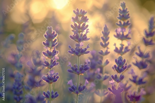 Close up of lavender flowers  perfect for aromatherapy products