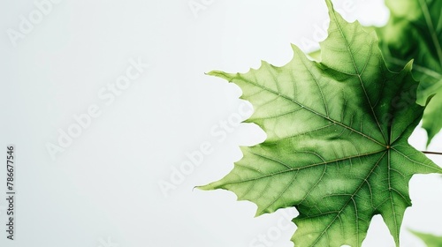 Detailed view of a leaf on a tree, perfect for nature backgrounds #786677546