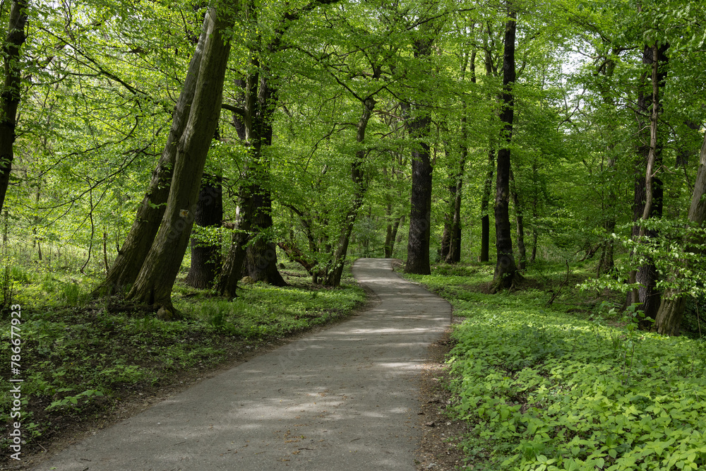 Fototapeta premium Waldweg