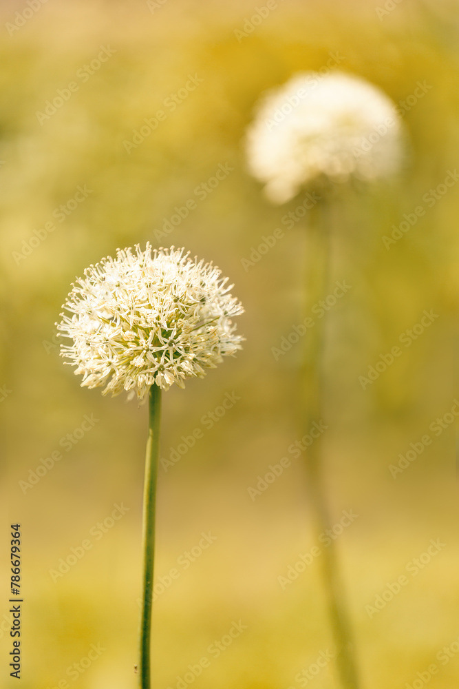 Allium stipitatum - a flower on a blurred background. Selective focus