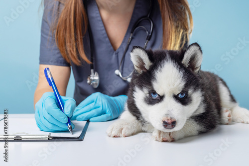 Husky Puppy at Veterinary Checkup © spyrakot