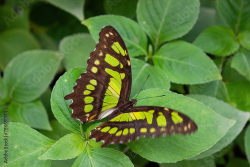 Beautiful green camouflage or malachite butterfly ( Siproeta stelenes). Lepidopterology