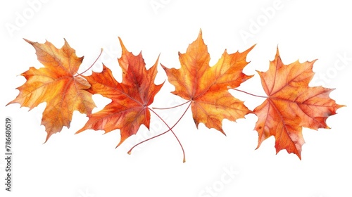 Three vibrant orange maple leaves on a plain white background. Suitable for autumn themes