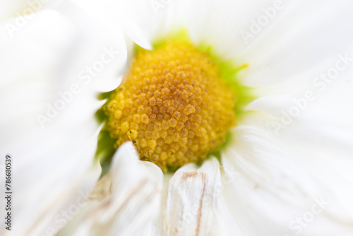 white daisy, close-up. macro photo. background.