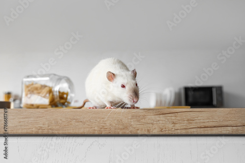 White rat on table in kitchen, closeup. Pest control concept photo