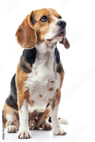 A beagle dog sitting on a white surface. Suitable for pet care or animal-related designs